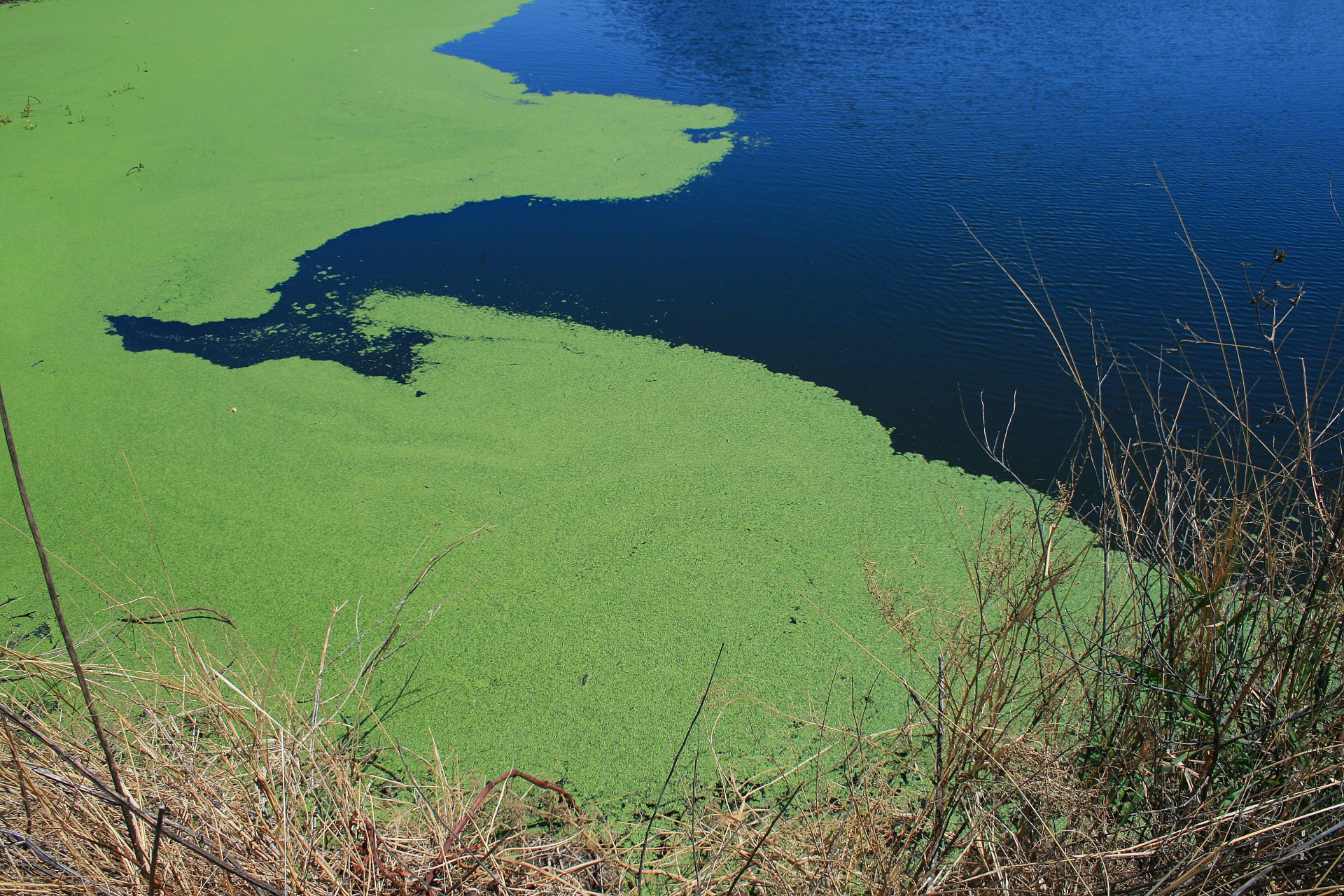 green algae floating on lake water
