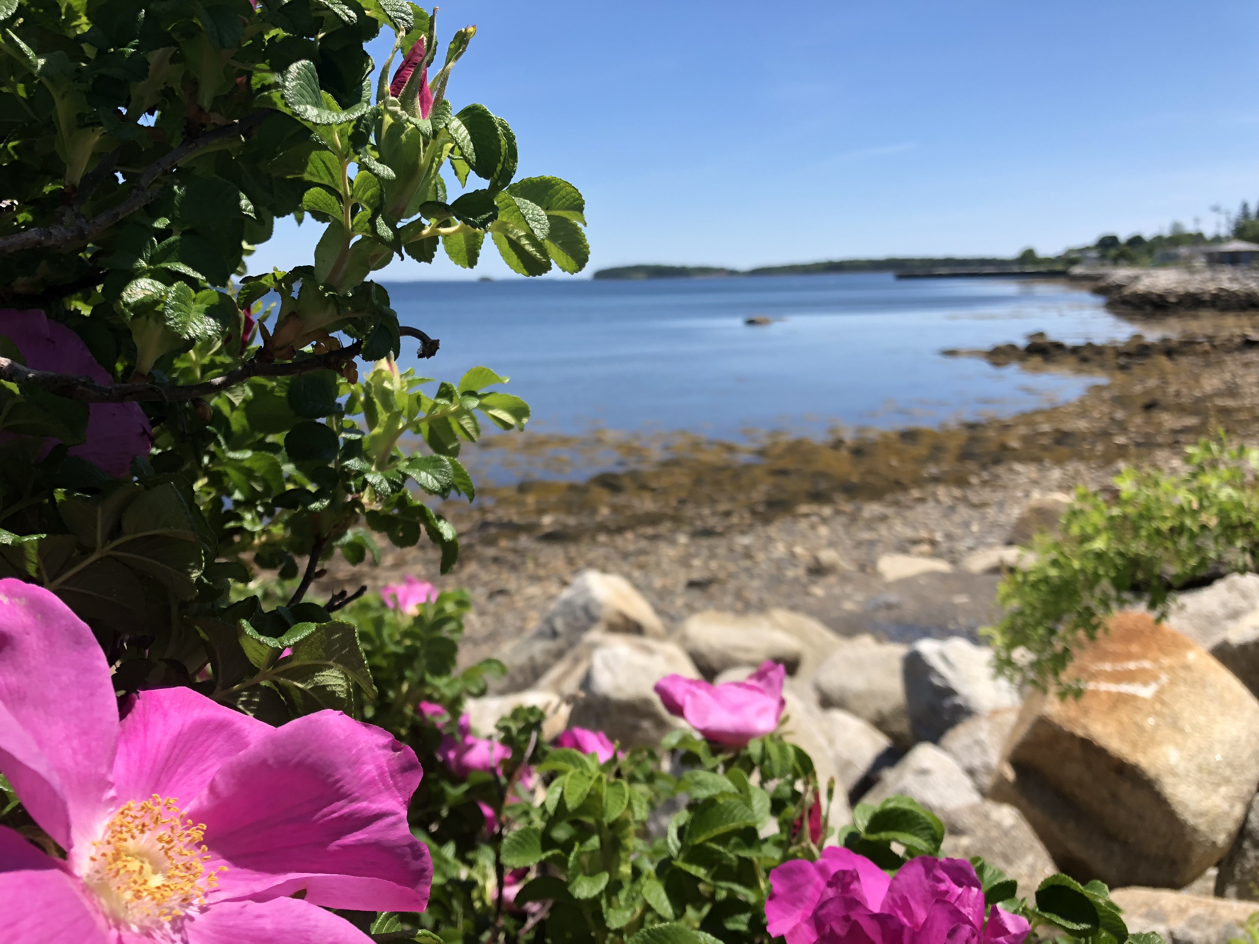 Wild roses on the shore in Western Shore's Wild Rose Park