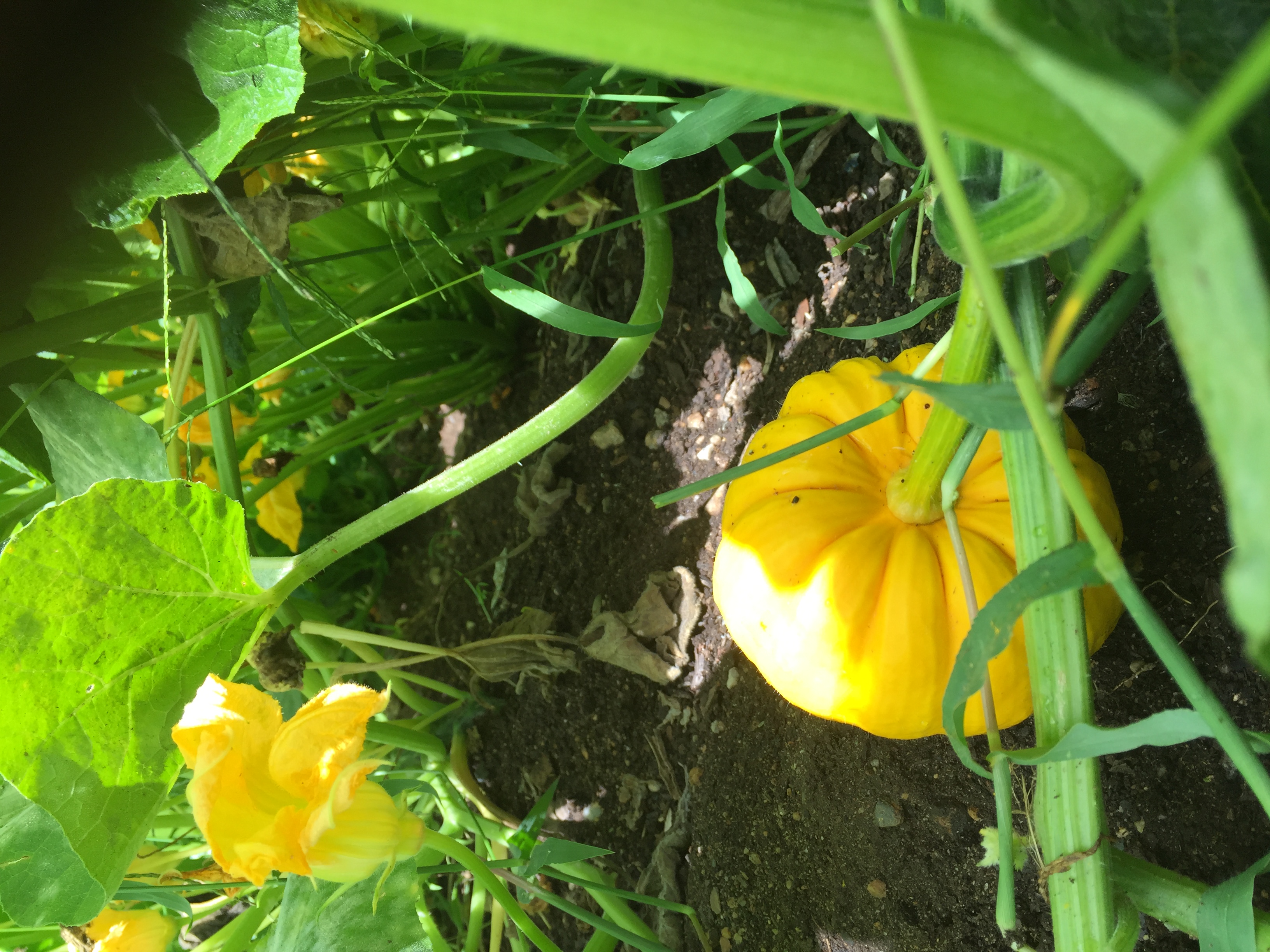 Yellow squash on the vine