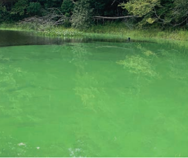 photo of blue-green algae bloom on water