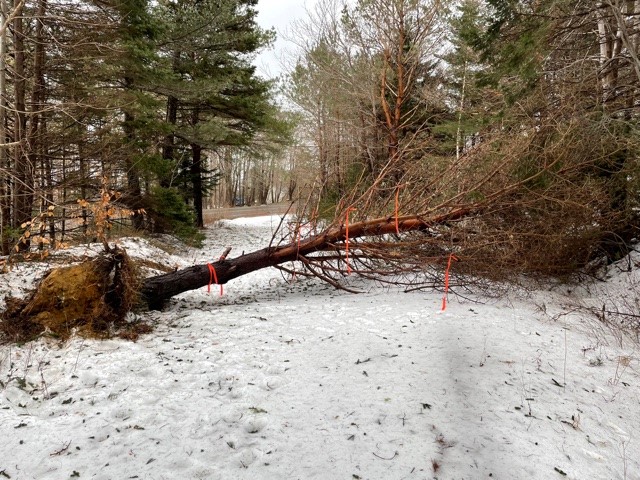 Fallen tree across a section of trail