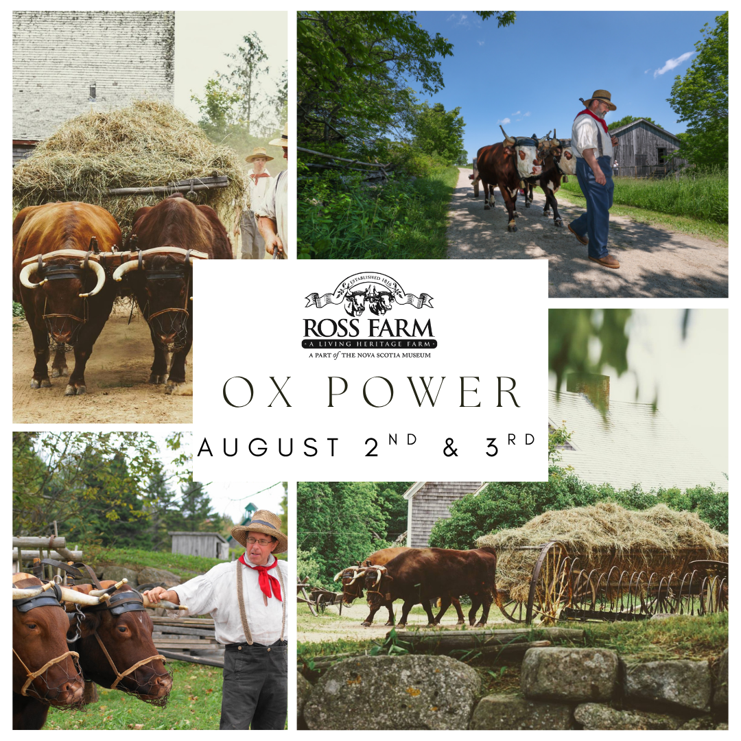 Join us on August 2nd & 3rd for our ‘Ox Power’ weekend. See the oxen at work on the farm, chat with the teamster, and learn what made Oxen so crucial to settlers in rural Nova Scotia.