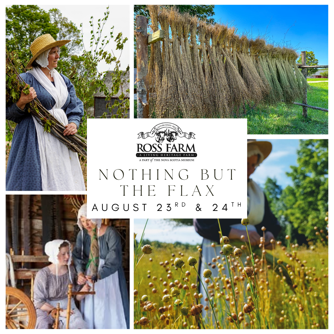 Our 'Nothing but the Flax' weekend on August 23rd and 24th will showcase the process of turning flax into linen. Learn all about rippling, retting, breaking, scutching, hackling and spinning to turn flax plants into linen sheets. 