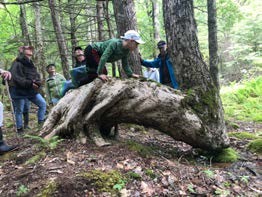 The elbow tree - a familiar waypoint on our guided hikes