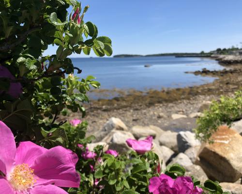 Wild roses on the shore in Western Shore's Wild Rose Park