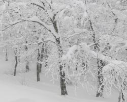 snow covered trees