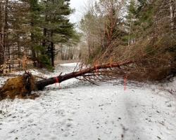 Fallen tree across a section of trail