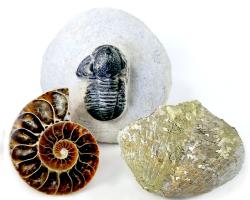 A great selection of ethically sourced Fossils